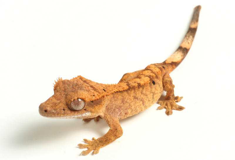 Crested Gecko