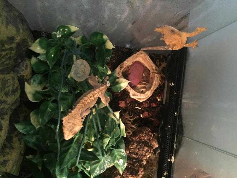 Crested Gecko amp Brand New Starter Kit