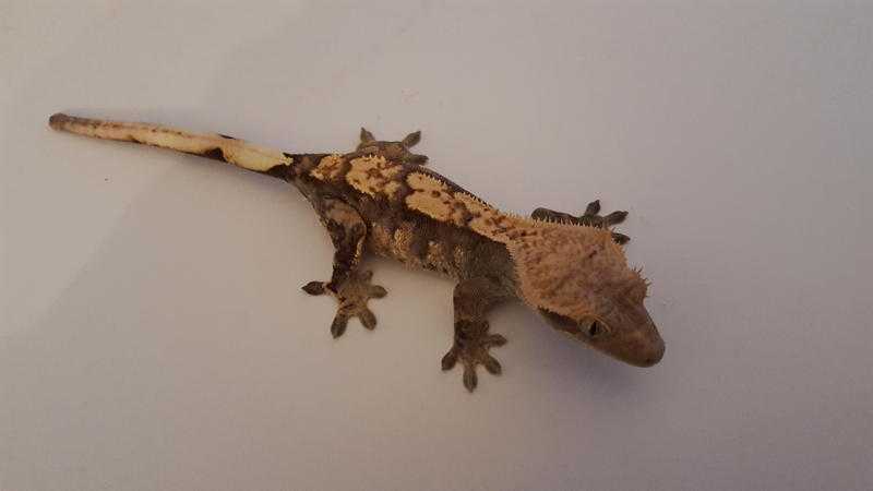 Crested Gecko and full set up