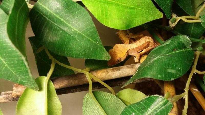 Crested Gecko Babys