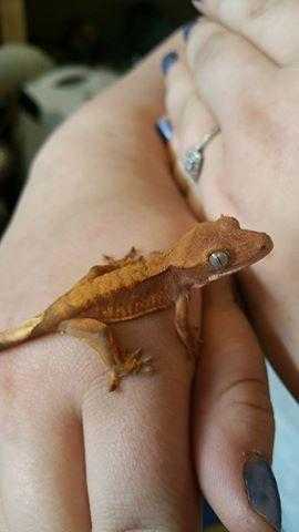 Crested Geckos