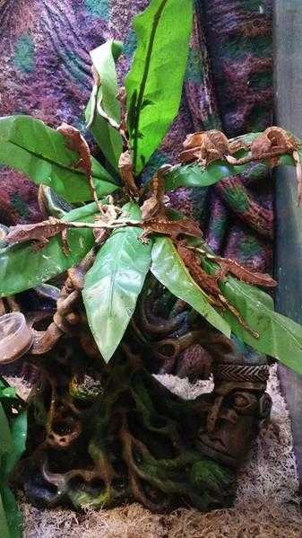 Crested Geckos for sale