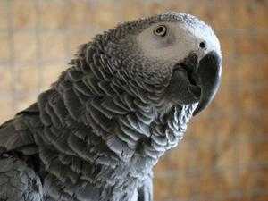 Cuckatoo taliing Parrot 6 yrs old