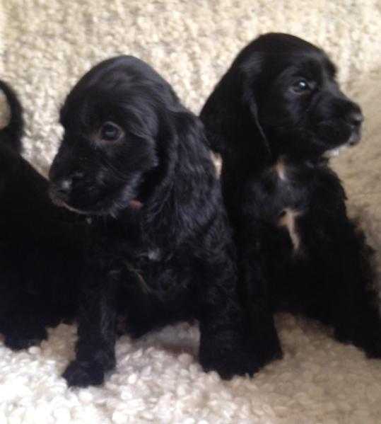 Cuddley Cocker Spaniel Puppies