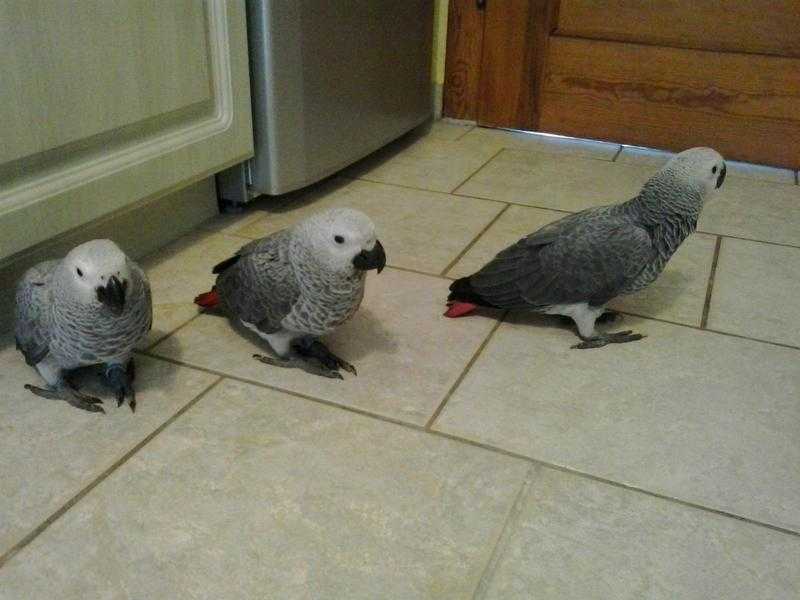 Cuddly tame African Grey(no Time Waster)zz