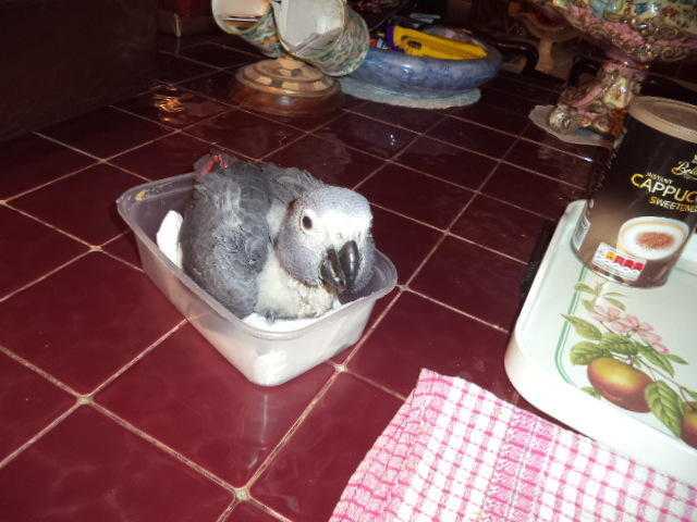 Cuddly Tame Baby African Grey