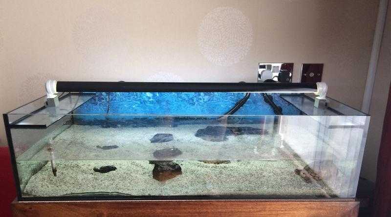 Custom Turtle Tank set up 2x Turtles amp all Equipment