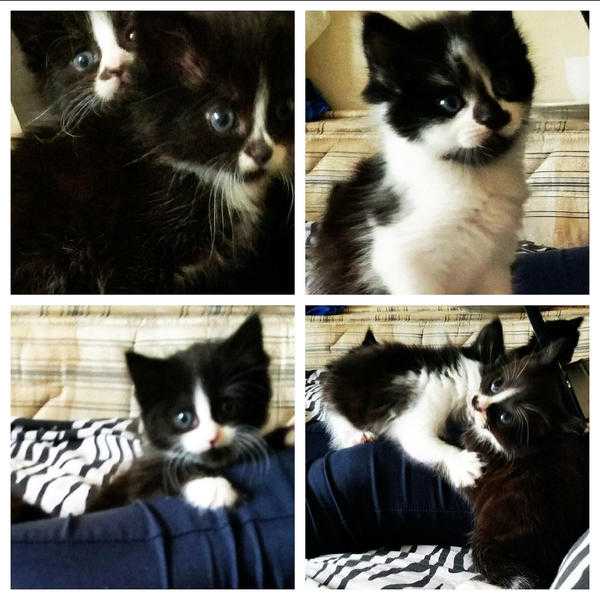 Cute, Adorable, Very friendly kittens for Sale