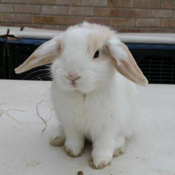 Cute and adorable little bunny finally ready for a new home