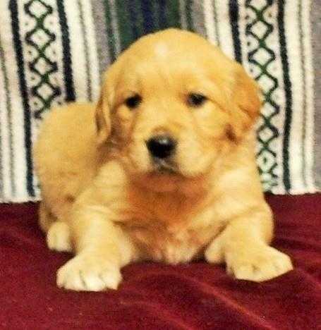 cute and flasy golden retriever puppy