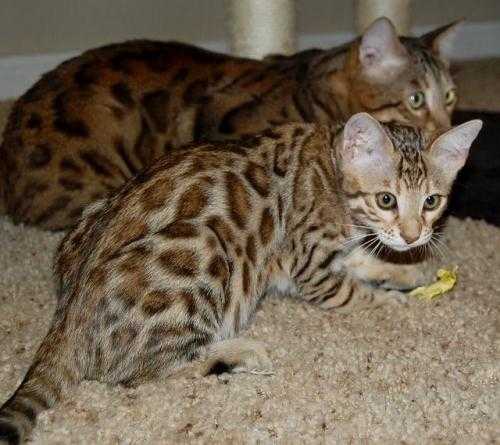 Cute and Lovely Browns Spotted Bengal Kittens for a Home