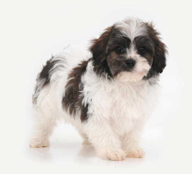 Cute Cavachon dog