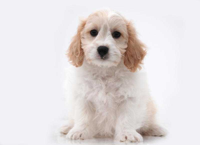 Cute Cavachon pups