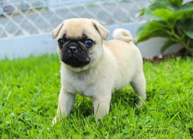 Cute charming)) AND TRAINED MALE AND FEMALE Pug puppies ...