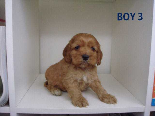 Cute Cockapoo Puppies - 3 Males amp 3 Females