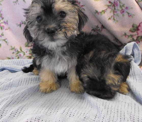 CUTE, CUDDLY, LOVING, LOW SHEDDING MORKIE PUPPIES, due end april