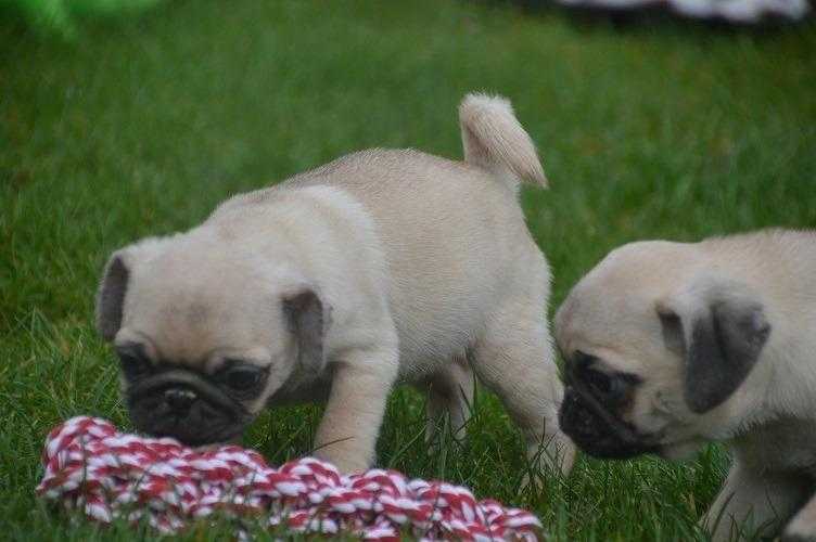 Cute Frawn Pug Puppies For Free Rehoming