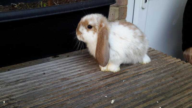 Cute Giant French Lops