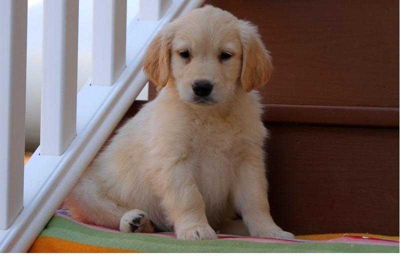 Cute Golden Retriever puppies