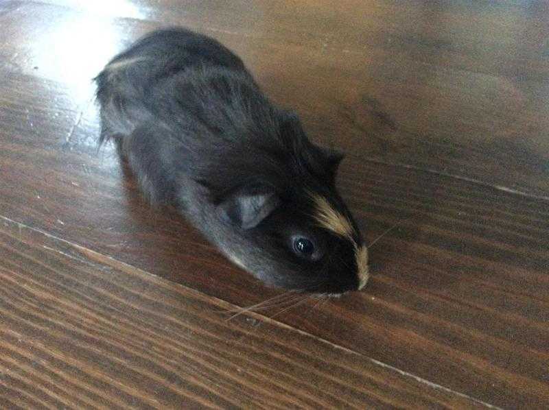 Cute Guinea Pigs