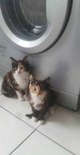 CUTE KITTENS FOR SALE READY NOW