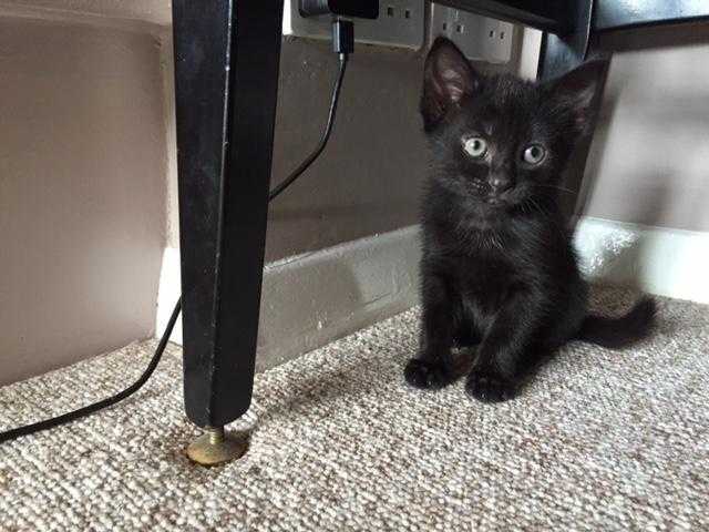 Cute long haired black kitten