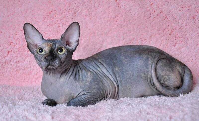 Cute  Lovely male and female sphynx kittens for sale