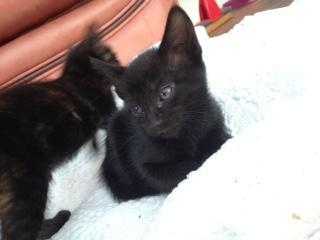 Cute male black kitten