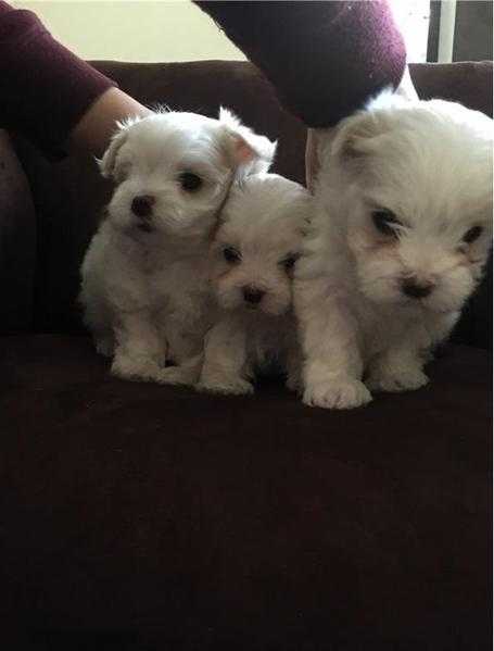 Cute maltese puppies