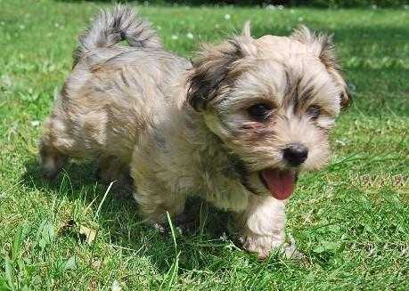 CUTE MALTESE PUPPIES FOR RE HOMING