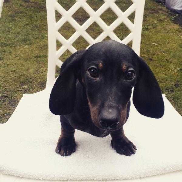 Cute Miniature Dachshund female Puppies