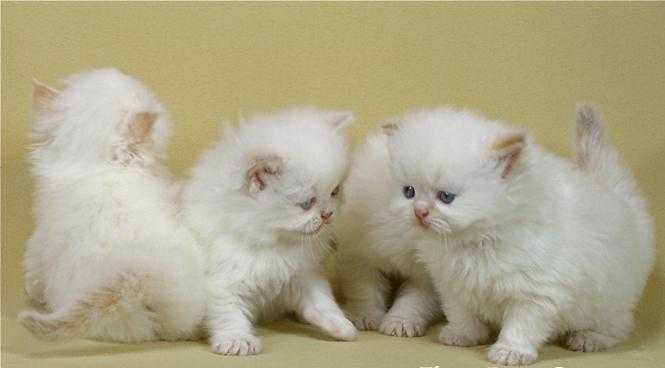 Cute Persian Kittens For An Indoor Loving Home