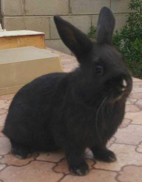 Cute rabbit ready for sale- Blackie