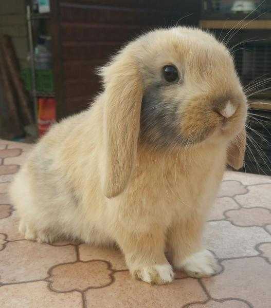 Cute Rabbit Ready for sale- Fluffles