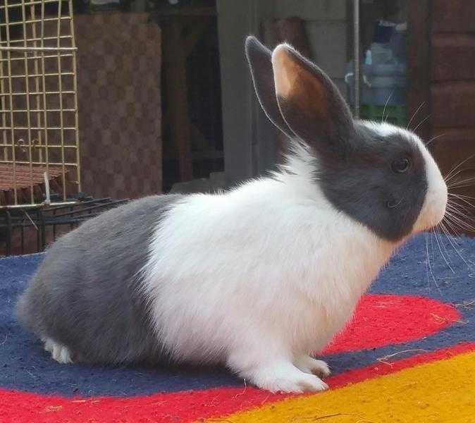 Cute rabbit ready for sale- Po