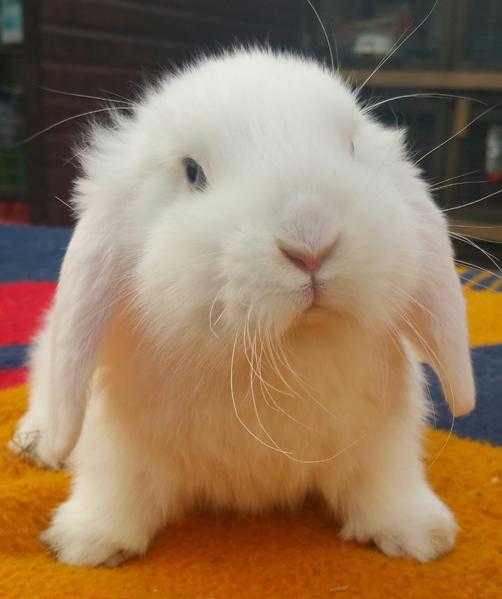 Cute Rabbit Ready for sale- Snowflake