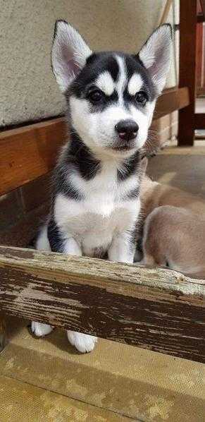 Cute Siberian husky puppies