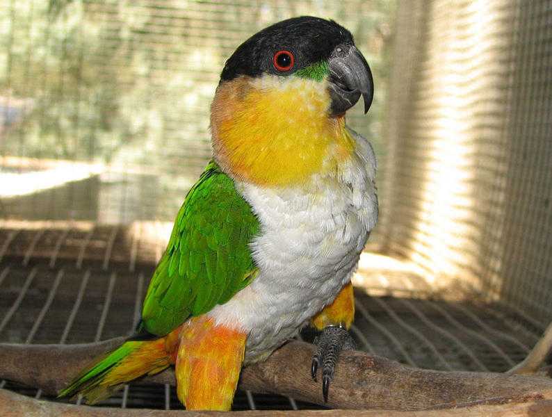 Cute , talking , Hand reared Black Headed Caique available with papers and cage