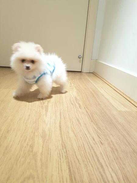 Cute white miniature pomeranian boy