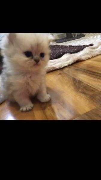 CUTE WHITE PERSIAN KITTENS FOR SALE