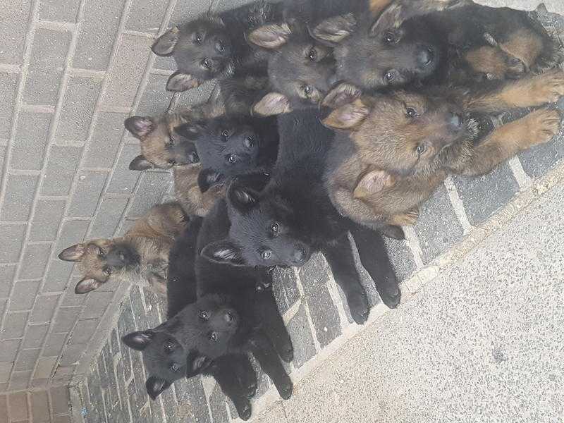 Czech german shepherd puppies for sale