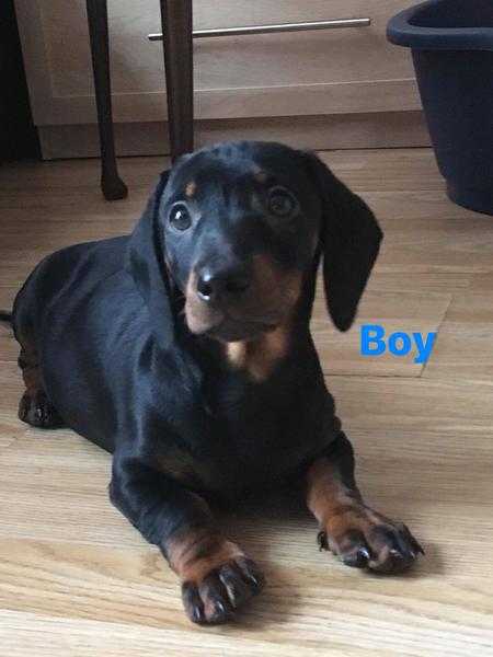 Dachshund puppies for sale