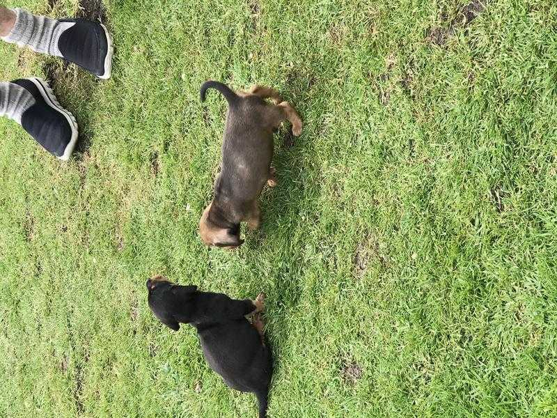 Dachshund puppies for sale