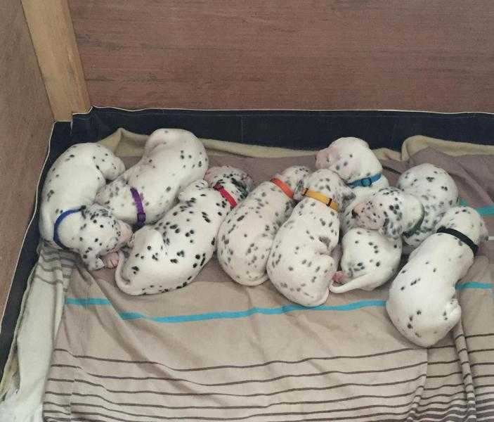 Dalmatian puppies