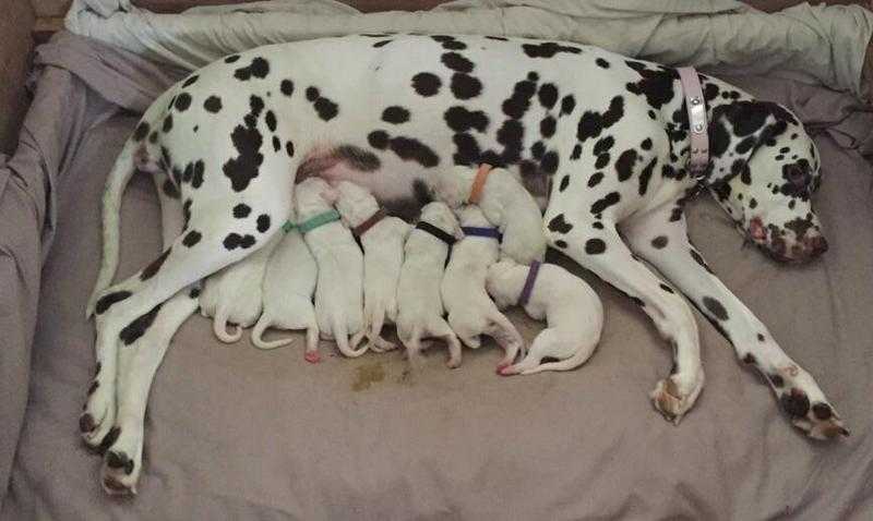 Dalmatian puppies