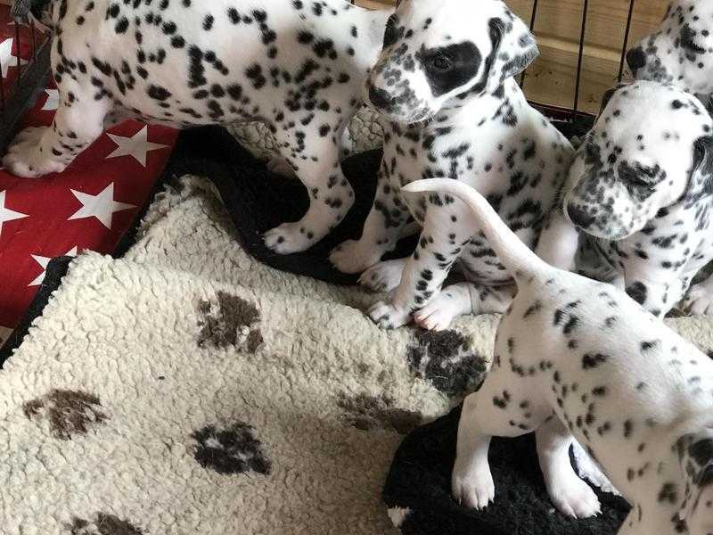 Dalmatian puppies