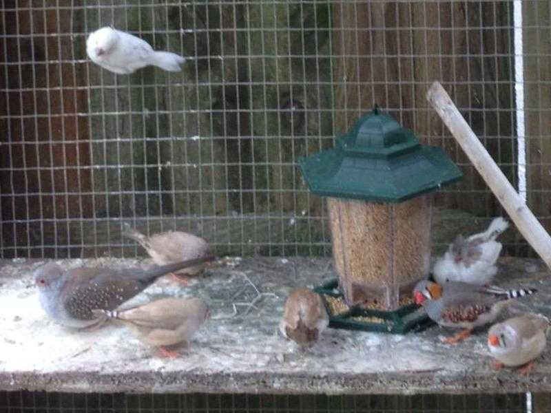 Dave039s Doves, Finches and Ducks