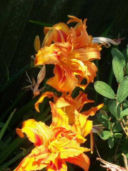 Day lilies in orange of for exchange shrubs.