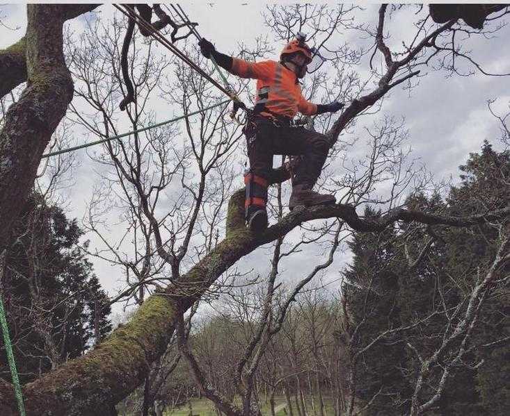 DC Tree Surgery - Maidstone