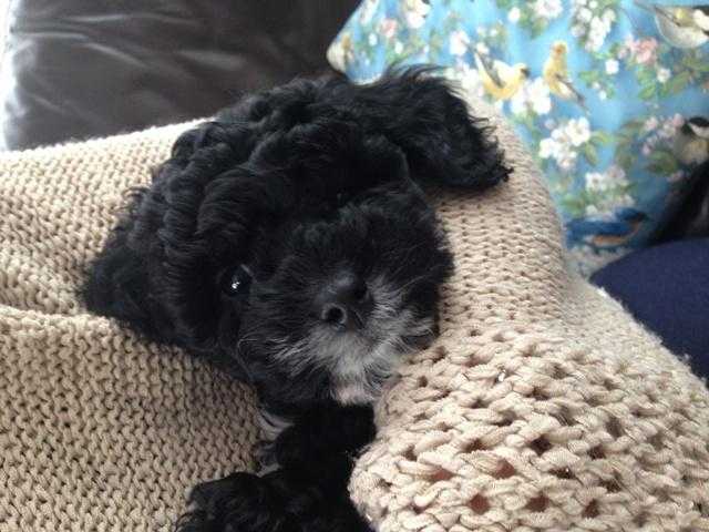 DELIGHTFUL SCHNOODLE PUPPIES, SOLD, NEXT LITTER DUE OCTOBER